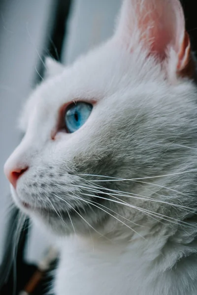 Tiro Vertical Gato Branco Bonito Com Olhos Azuis Deslumbrantes — Fotografia de Stock