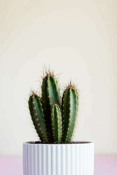 Plan Vertical Cactus Pot Sur Une Table Contre Mur Blanc — Photo
