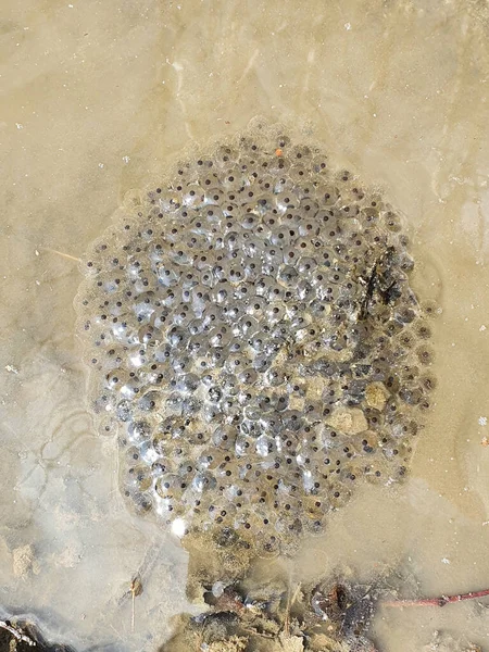 Tiro Vertical Ovos Caviar Lago — Fotografia de Stock