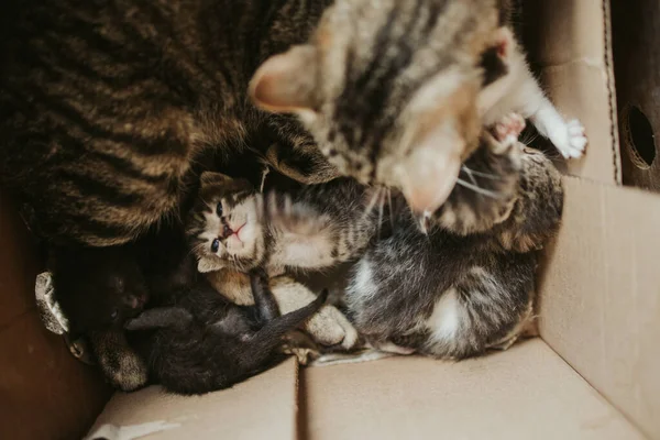 Eine Hochwinkelaufnahme Von Zwei Katzen Und Kleinen Kätzchen Einem Karton — Stockfoto