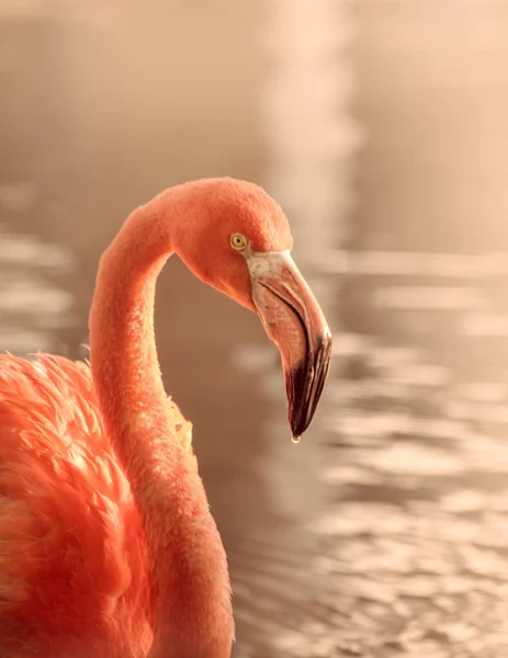 Egy Függőleges Lövés Egy Rózsaszín Flamingó Vízben — Stock Fotó