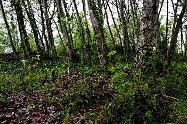 在森林里长满了绿色植物和青草的树干 — 图库照片