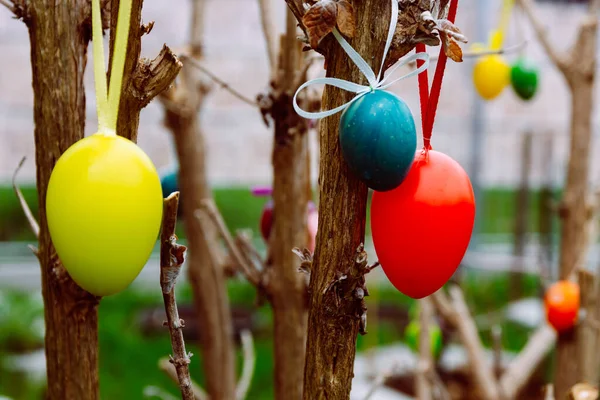 Primer Plano Huevos Colores Que Cuelgan Las Ramas Los Árboles — Foto de Stock