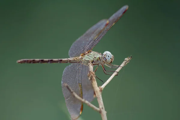 Nahaufnahme Einer Libelle Auf Einem Trockenen Zweig — Stockfoto