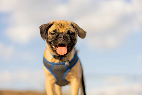 Caddede Yürüyen Şirin Bir Bulldog Yakın Plan Fotoğrafı — Stok fotoğraf