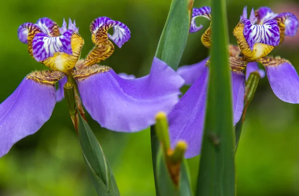 紫色のアイリスの花のクローズアップショット — ストック写真