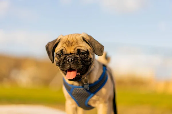 Caddede Yürüyen Şirin Bir Bulldog Yakın Plan Fotoğrafı — Stok fotoğraf