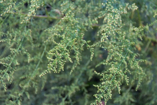 Detalle Rama Artemisia Annua Flor Planta Medicinal Que Crece Silvestre — Foto de Stock