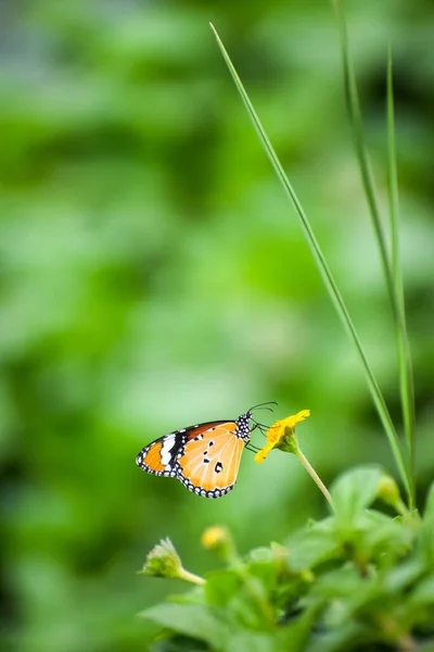 Jednoduchý Motýl Tygr Danaus Chrysippus Sedící Žlutém Květu Zeleným Rozmazaným — Stock fotografie