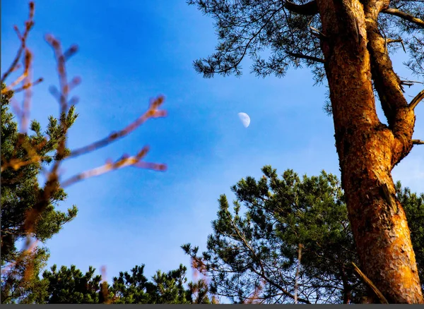 Árvores Que Formam Moldura Natural Torno Lua Fase Primeiro Trimestre — Fotografia de Stock