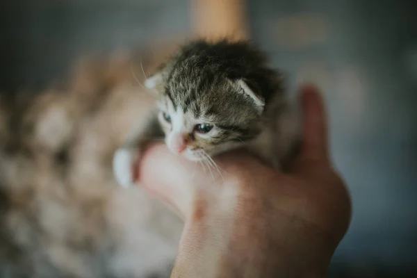 Een Close Van Een Persoon Die Een Schattige Kleine Kitten — Stockfoto