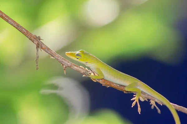 Joli Lézard Vert Serrant Une Mince Branche Pour Accrocher Dans — Photo