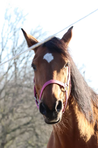 Plan Vertical Magnifique Cheval Brun Capturé Sur Terrain — Photo