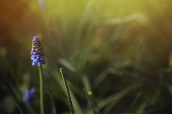 Une Jacinthe Raisin Feuilles Larges Fleurie Dans Une Prairie Sous — Photo