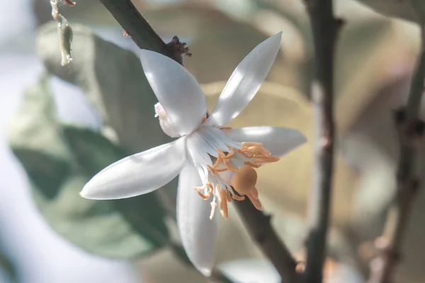 Uma Flor Branca Exótica Com Amarelo Meio Ramo Sombra — Fotografia de Stock