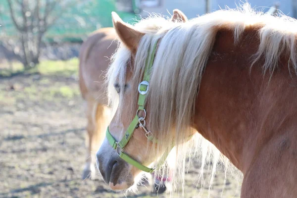 白い馬が優雅に畑を歩いている壮大なライトブラウンの馬 — ストック写真