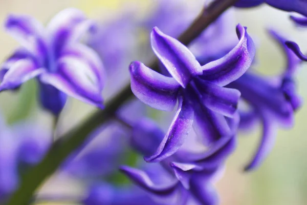Primer Plano Flores Jacinto Púrpura Jardín —  Fotos de Stock