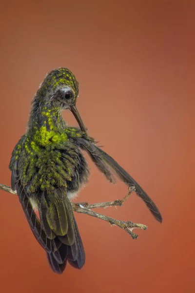 Vertical Shot Green Bee Hummingbird Scratching Its Feathers End Twig — Stock Photo, Image