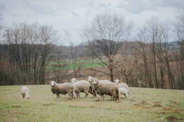 Hermoso Tiro Rebaño Ovejas Pastando Campo Pastizales — Foto de Stock