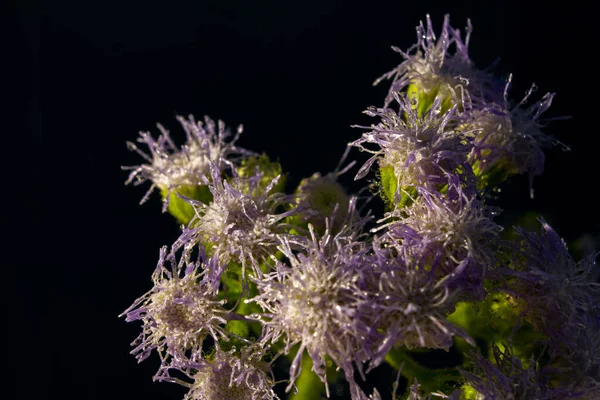 Grupo Flores Roxas Espinhosas Selvagens Fundo Preto Campo — Fotografia de Stock