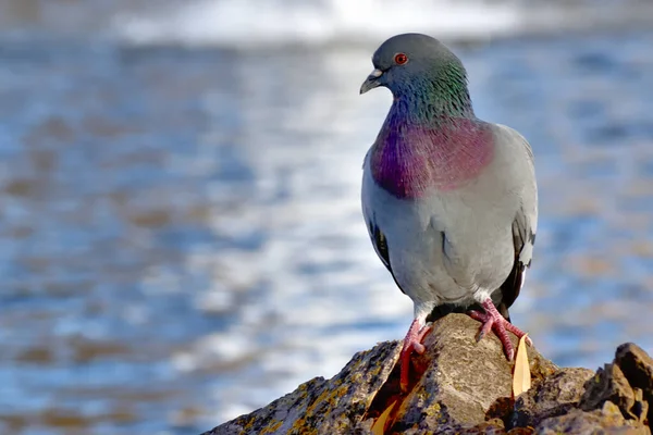 Rock Pigeon Standing Rock Background Waves — Stock Photo, Image