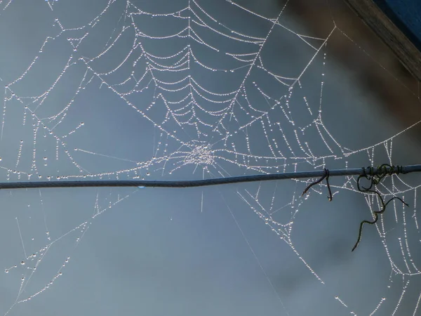 Gros Plan Toile Araignée Brisée Recouverte Gouttelettes Eau Arrière Fil — Photo