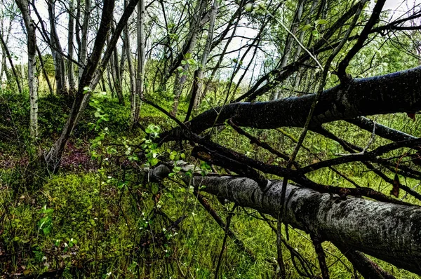 Stammar Träd Med Gröna Växter Och Gräs Skog — Stockfoto