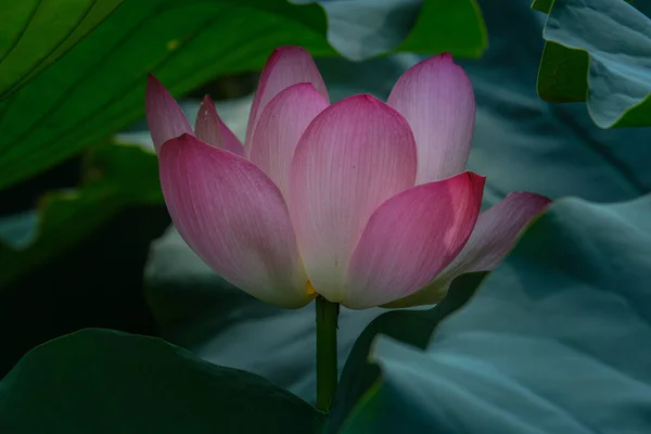 Tiro Foco Seletivo Belo Lótus Rosa Cercado Por Lilypads — Fotografia de Stock