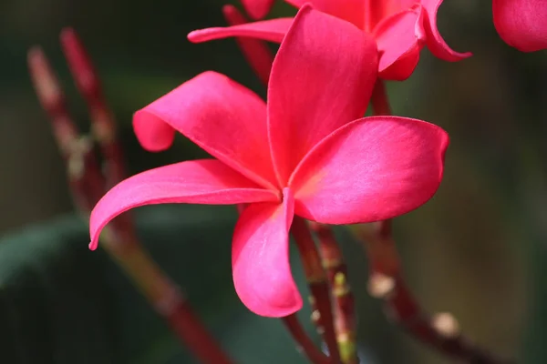 Ένα Κοντινό Πλάνο Ενός Λουλουδιού Frangipani Κόκκινου Paucipan Στο Θολό — Φωτογραφία Αρχείου