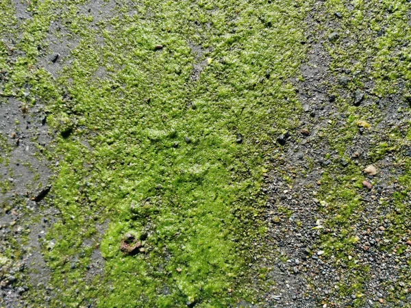 Durva Szikla Borított Természetes Zöld Moha Textúra Háttér — Stock Fotó