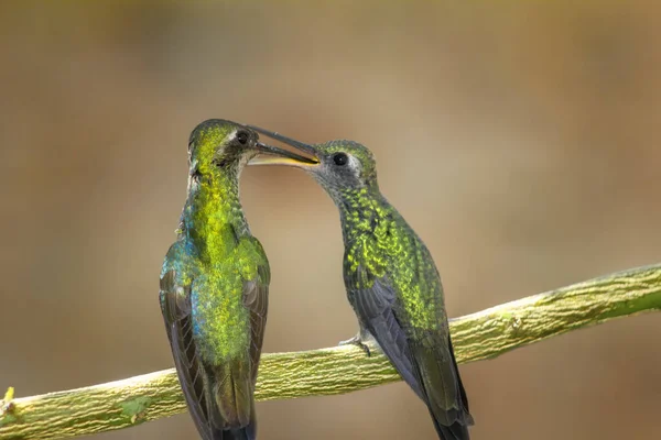 Tiro Close Dois Beija Flores Empoleirados Galho Árvore Fundo Embaçado — Fotografia de Stock