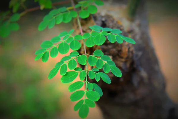 Groene Bladeren Een Tak Van Een Moringa Plant Wazige Achtergrond — Stockfoto