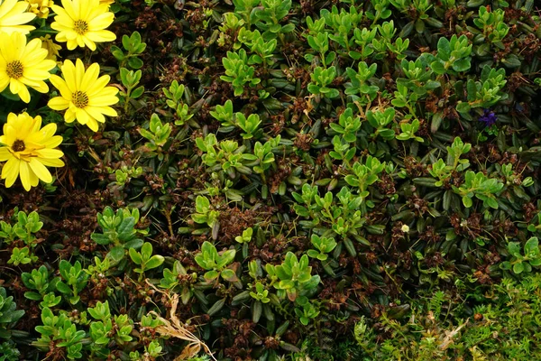 Una Vista Superior Las Flores Plantas Con Flores Osteospermum —  Fotos de Stock