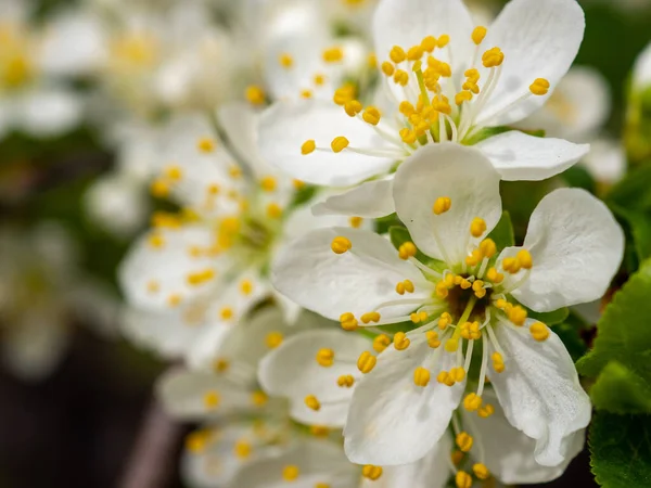 Крупним Планом Ніжні Білі Квіти Ідеально Підходить Шпалер — стокове фото