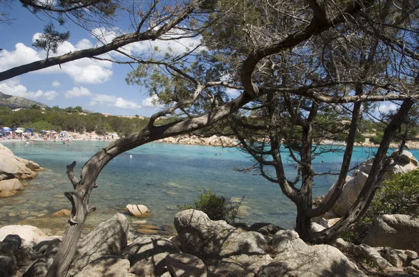 Sardinia Capriccioli Beach Trees Foreground Summer Italy — Stock Photo, Image