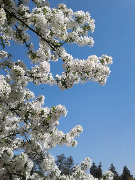 Vertical Shot Blossoming Apple Tree — Stock Photo, Image