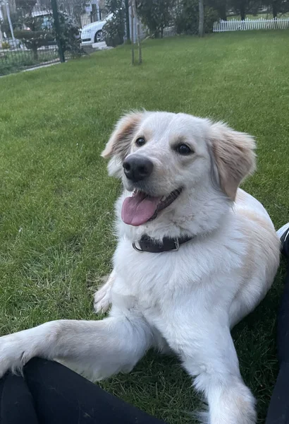 Plan Vertical Adorable Golden Retriever Couché Sur Herbe — Photo