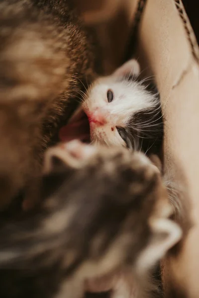 Ein Kopfschuss Von Kätzchen Die Einem Karton Kuscheln Und Spielen — Stockfoto