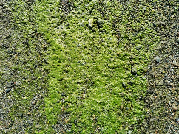 Грубая Скала Покрытая Натуральным Зеленым Мхом Текстурный Фон — стоковое фото