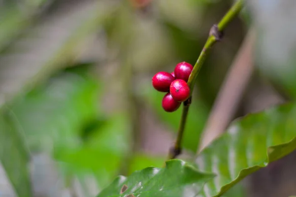 Bir Ağacın Dalında Kırmızı Kahve Çekirdeğinin Seçici Odak Noktası — Stok fotoğraf