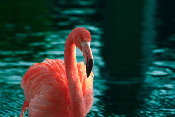 Pink Flamingo Water — Stock Photo, Image