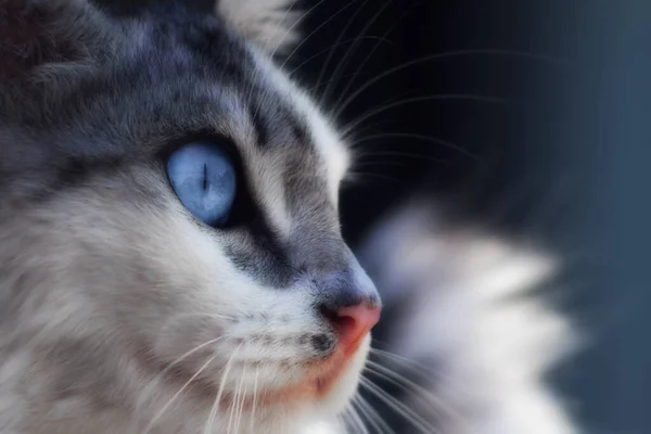 Primo Piano Della Testa Simpatico Gatto Uno Sfondo Sfocato — Foto Stock