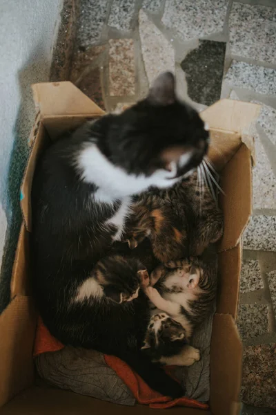 Yerde Karton Bir Kutunun Içinde Kedi Yavrusu Olan Bir Kedi — Stok fotoğraf