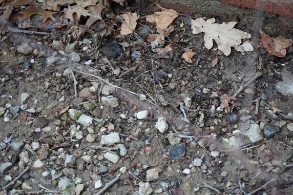 Steine Und Trockene Herbstblätter Auf Dem Boden — Stockfoto