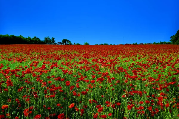 Belo Campo Flores Papoula Dia Brilhante Ensolarado — Fotografia de Stock