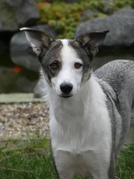 Primer Plano Perro Collie Blanco Negro Pie Jardín — Foto de Stock