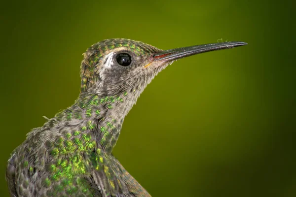 Közelkép Egy Aranyos Zöld Kolibri Oldalról Előre Tekintve Egy Zöld — Stock Fotó