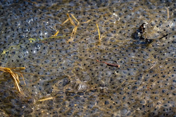 Tiro Perto Ovos Caviar Lagoa — Fotografia de Stock