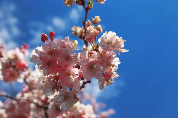 Zbliżenie Wibrujących Różowych Kwiatów Kwiatu Rozmytym Tle Błękitnego Nieba — Zdjęcie stockowe