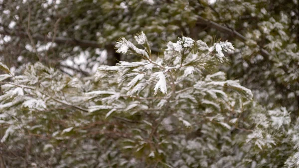 Vacker Natur Ett Vinterlandskap Med Massa Träd Täckta Snö — Stockfoto